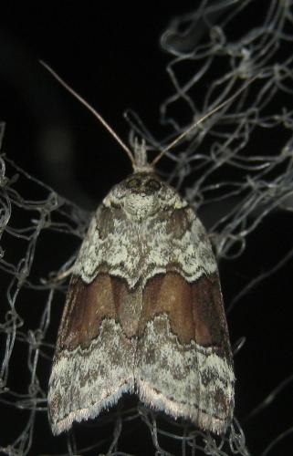 Nycteola siculana